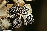 Gedroogde Hortensia Winschoten, Oldambt