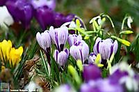 bonte krokus diverse kleuren Winschoten, Oldambt