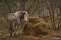 paard Ter Apel, Westerwolde