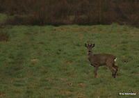 ree bok Ter Apel, Westerwolde