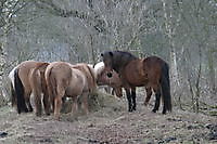 paarden Ter Apel, Westerwolde