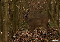 ree bok Ter Apel, Westerwolde