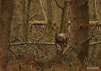 mooie stukje roelage bos ter apel Ter Apel, Westerwolde