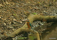 ijsvogel Ter Apel, Westerwolde