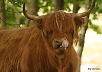 natuurgebied ter borg sellingen Sellingen, Westerwolde