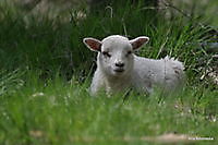 natuurgebied ter borg sellingen Sellingen, Westerwolde