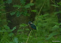 jonge ijsvogeltje Ter Apel, Westerwolde