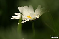 bloemen Ter Apel, Westerwolde