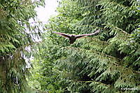 buizerd Ter Apel, Westerwolde