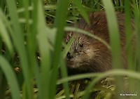 Muskusrat Ter Apel, Westerwolde