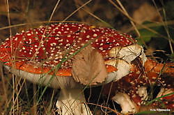 paddestoelen Ter Apel, Westerwolde