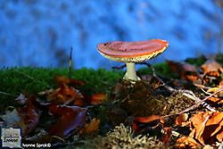 Paddenstoelen Tijd - Vliegenzwam - Winschoten, Oldambt