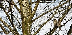 3 uilen in een boom Bellingwolde, Westerwolde