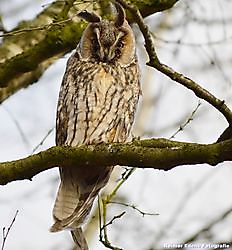 3 uilen in een boom Bellingwolde, Westerwolde