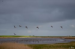 Ganzen spotten Termunten, Delfzijl