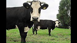 De Groninger blaarkoppen van Kloosterboerderij Bleyendael. Sellingen, Westerwolde