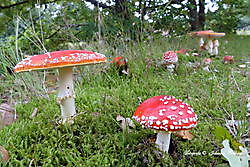 paddestoelen Sellingen, Westerwolde