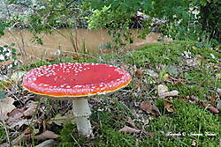 paddenstoelen vennetje Sellingen, Westerwolde