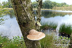 paddenstoelen vennetje Ter Borg, Westerwolde