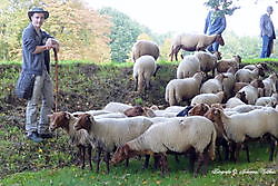 Schapenherder met kudde op de vestingwallen in Bourtange Sellingen, Westerwolde