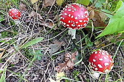 paddenstoelen Borgerveld, Westerwolde