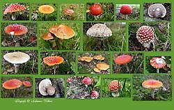 paddenstoelen Sellingen, Westerwolde