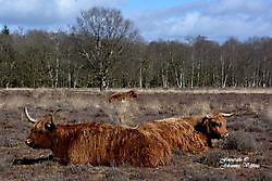 Natuurgebied Sellingen, Westerwolde