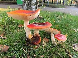 Paddenstoelen in de herfst Stadskanaal, Stadskanaal