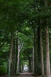 Boslaan in Ter Apel Ter Apel, Westerwolde