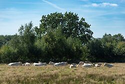 Koeien aan de Roelageweg bij Ter Apel Ter Apel, Westerwolde