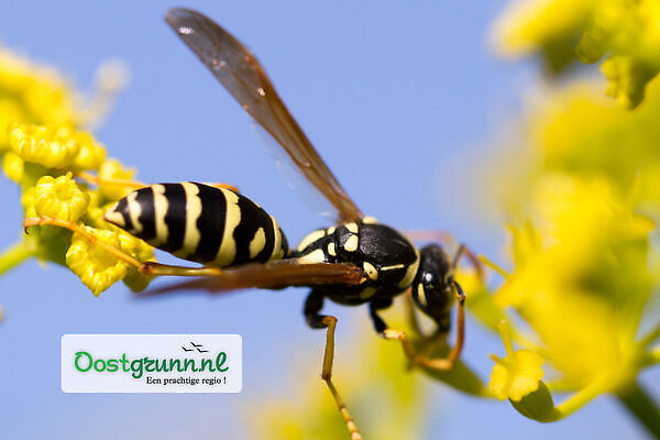 Het nut van wespen in Oost-Groningen