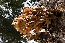 Heerlijke herfstdingen in Oost-Groningen!