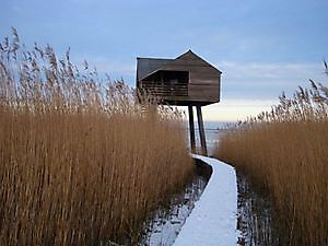 Vogel kiekkaaste Nieuwe Statenzijl Nieuwe Statenzijl