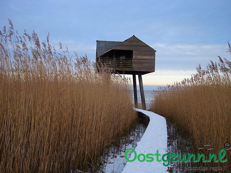 Vogel kiekkaaste Nieuwe Statenzijl Nieuwe Statenzijl