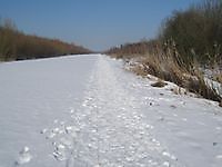 Bos op Houwingaham / Kuurbos Bad Nieuweschans